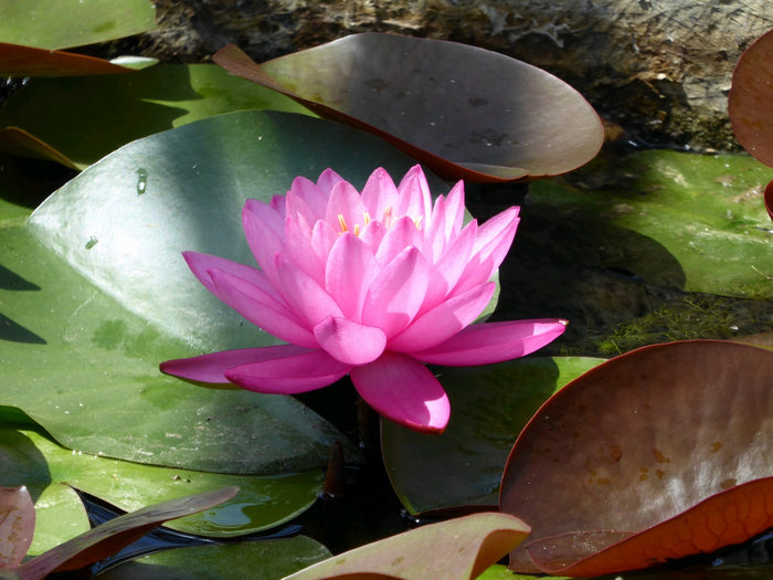 Buy Nymphaea 'Mayla' Water Lily online UK