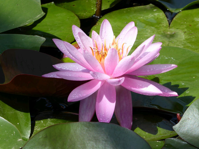 Buy Nymphaea 'Mayla' Water Lily online UK