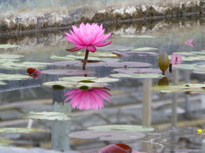 Buy Nymphaea 'Mayla' Water Lily online UK