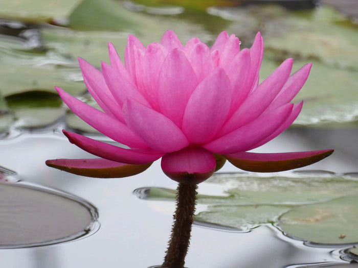 Buy Nymphaea 'Mayla' Water Lily online UK