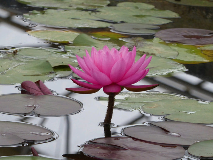 Buy Nymphaea 'Mayla' Water Lily online UK