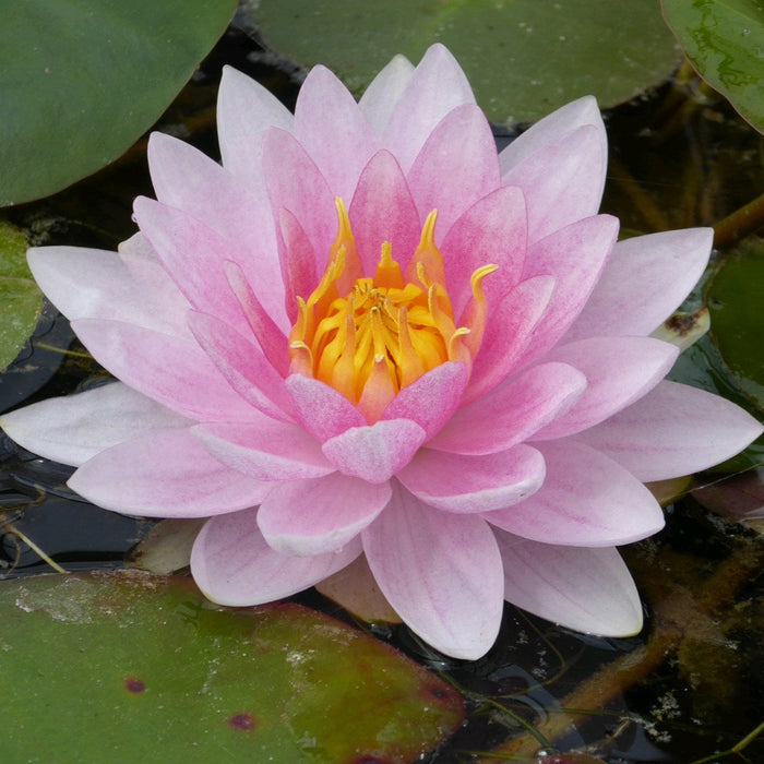 Buy Nymphaea 'Mrs Richmond' Water Lily online UK