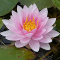 Buy Nymphaea 'Mrs Richmond' Water Lily online UK