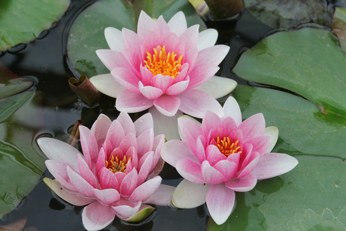 Buy Nymphaea 'Mrs Richmond' Water Lily online UK