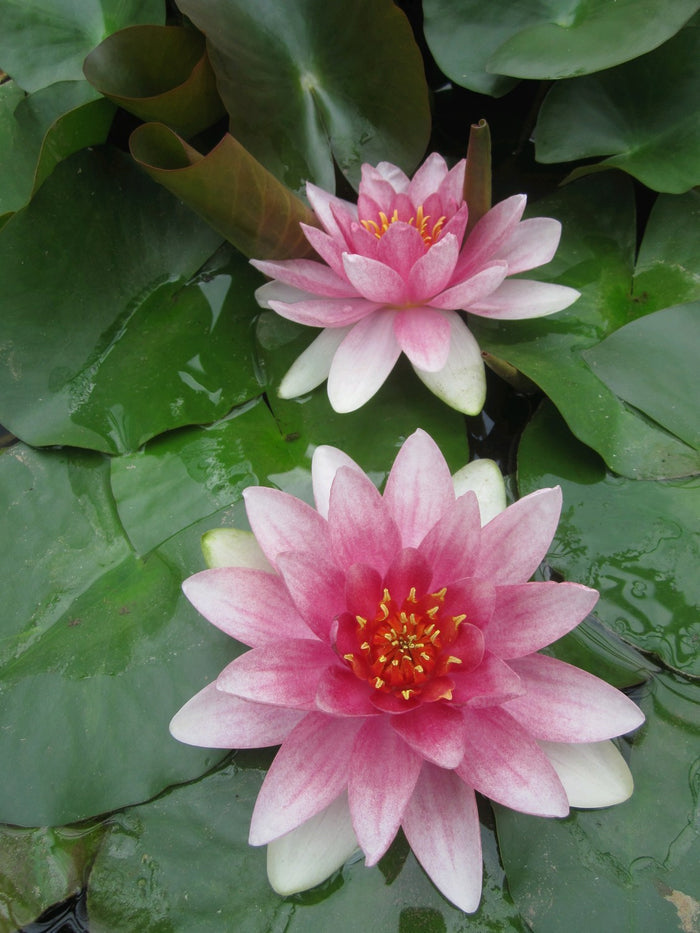 Buy Nymphaea 'Mrs Richmond' Water Lily online UK