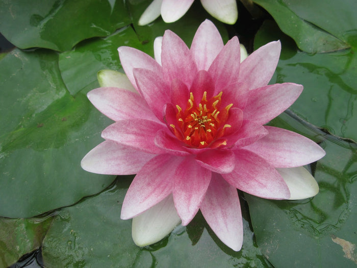 Buy Nymphaea 'Mrs Richmond' Water Lily online UK