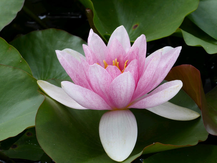Buy Nymphaea 'Mrs Richmond' Water Lily online UK