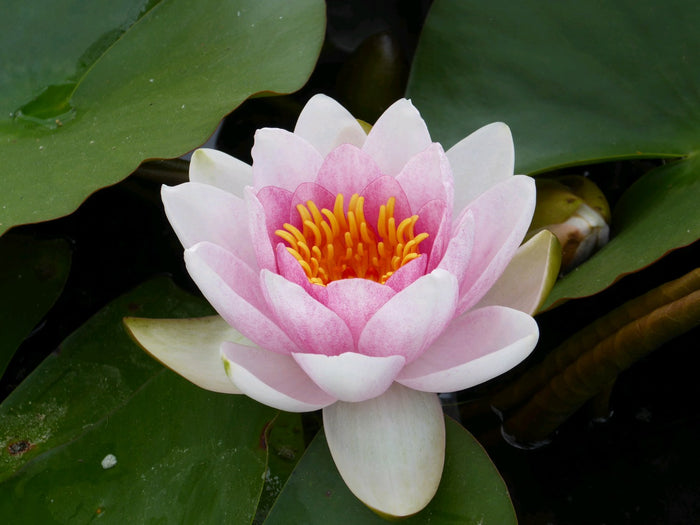 Buy Nymphaea 'Mrs Richmond' Water Lily online UK