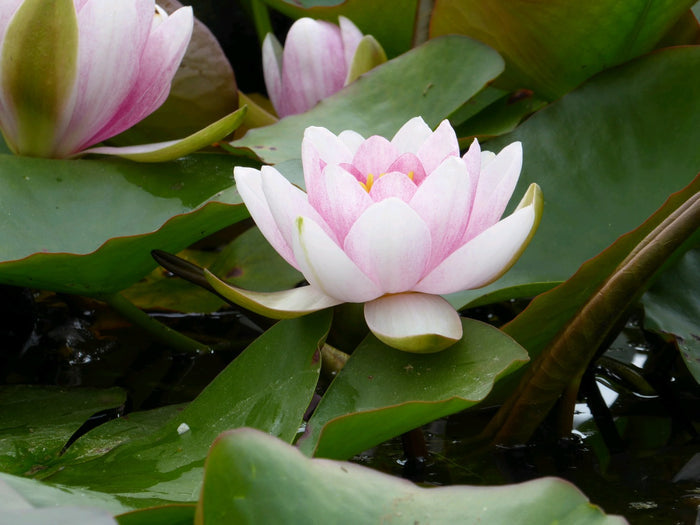 Buy Nymphaea 'Mrs Richmond' Water Lily online UK
