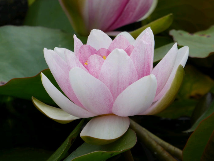 Buy Nymphaea 'Mrs Richmond' Water Lily online UK
