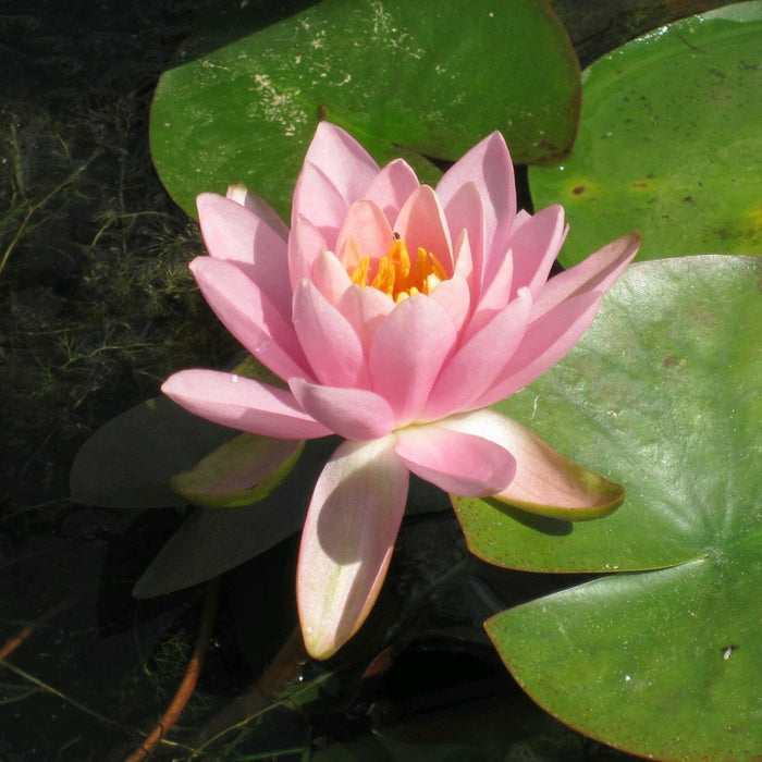 Buy Nymphaea odorata 'Firecrest' Water Lily online UK
