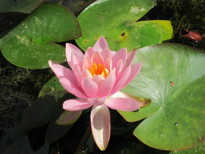 Buy Nymphaea odorata 'Firecrest' Water Lily online UK