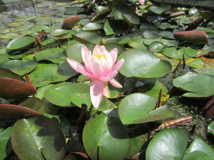 Buy Nymphaea odorata 'Firecrest' Water Lily online UK