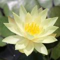 Buy Nymphaea odorata 'Sulphurea' Water Lily online UK