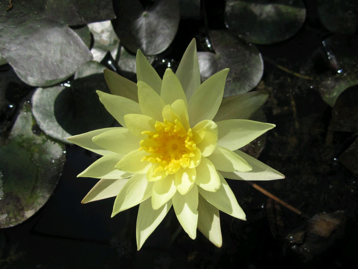 Buy Nymphaea odorata 'Sulphurea' Water Lily online UK