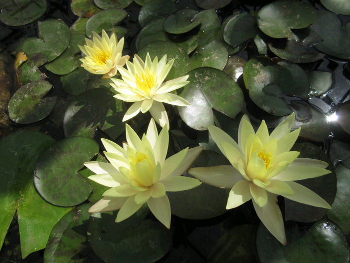 Buy Nymphaea odorata 'Sulphurea' Water Lily online UK