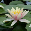 Buy Nymphaea 'Paul Hariot' Water Lily online UK