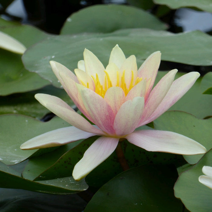 Buy Nymphaea 'Paul Hariot' Water Lily online UK