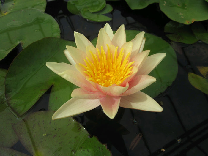 Buy Nymphaea 'Paul Hariot' Water Lily online UK