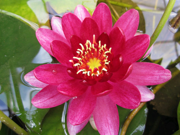 Buy Nymphaea 'Perry's Baby Red' Water Lily online UK