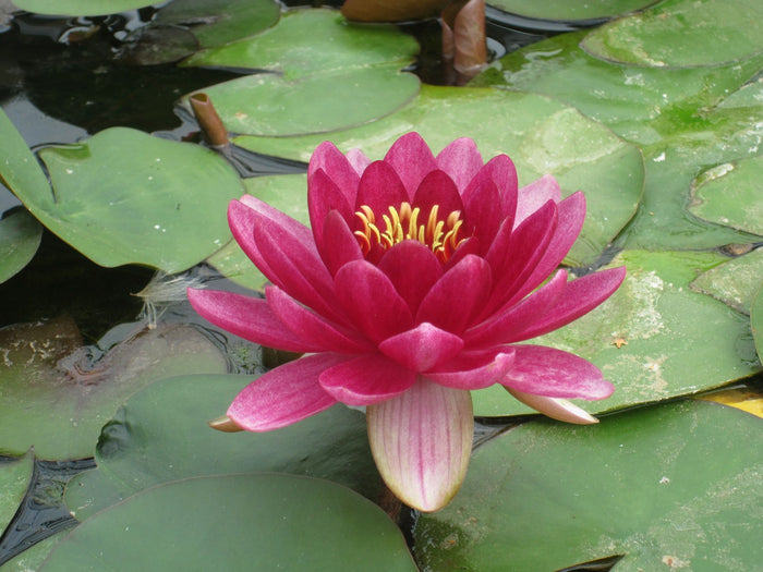Buy Nymphaea 'Perry's Baby Red' Water Lily online UK