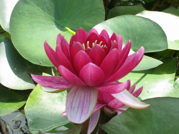 Buy Nymphaea 'Perry's Baby Red' Water Lily online UK