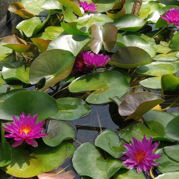 Buy Nymphaea 'Purple Fantasy' Water Lily online UK
