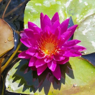 Buy Nymphaea 'Purple Fantasy' Water Lily online UK