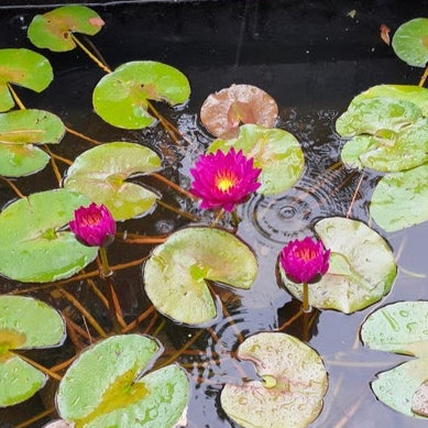 Buy Nymphaea 'Purple Fantasy' Water Lily online UK