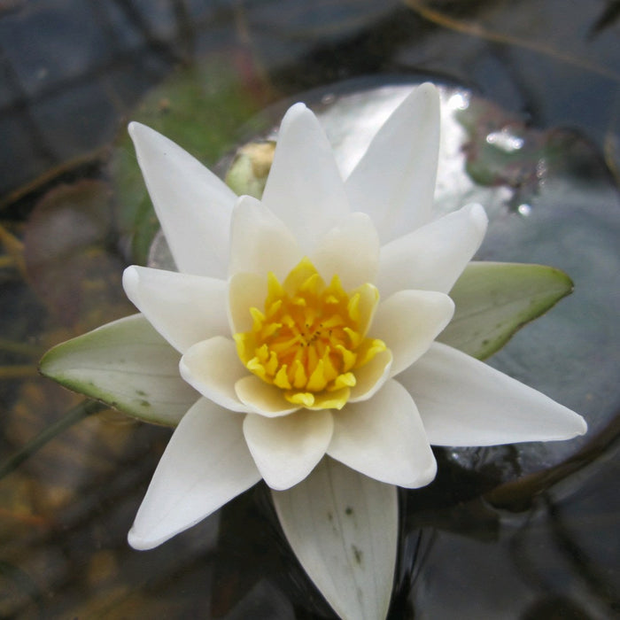 Buy Nymphaea 'Pygmaea Alba' Water Lily online UK
