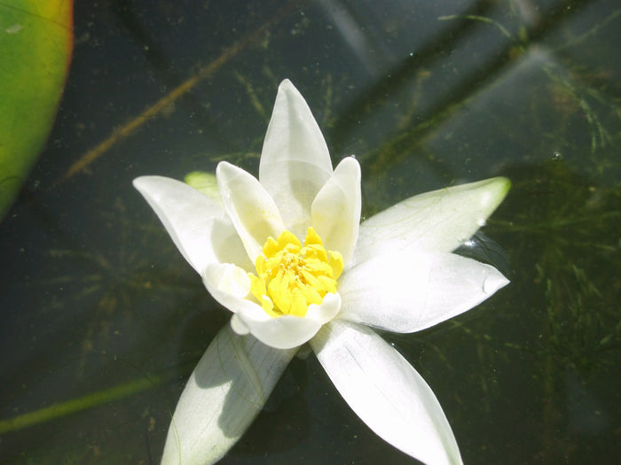 Buy Nymphaea 'Pygmaea Alba' Water Lily online UK