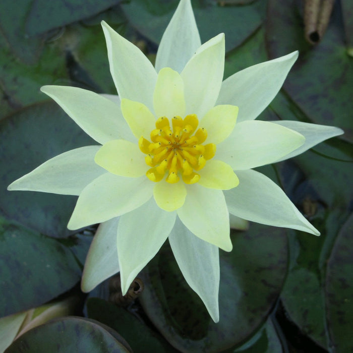 Buy Nymphaea 'Pygmaea Helvola' Water Lily online UK