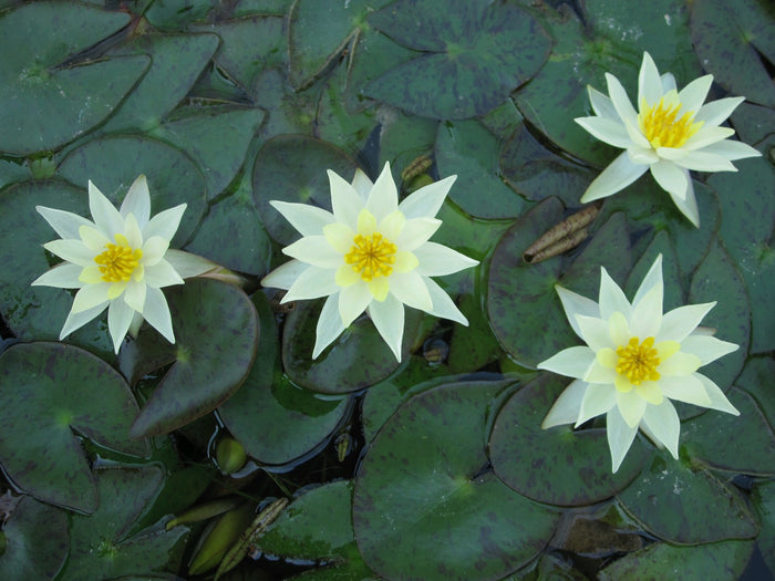 Buy Nymphaea 'Pygmaea Helvola' Water Lily online UK
