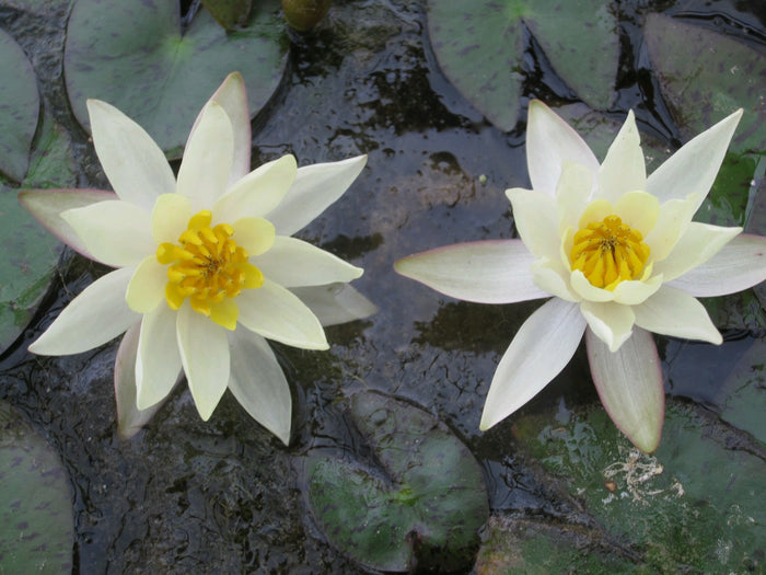 Buy Nymphaea 'Pygmaea Helvola' Water Lily online UK
