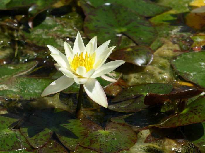 Buy Nymphaea 'Pygmaea Helvola' Water Lily online UK