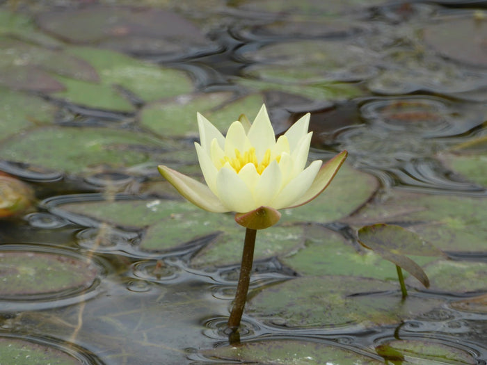 Buy Nymphaea 'Pygmaea Helvola' Water Lily online UK