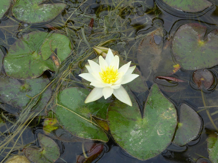 Buy Nymphaea 'Pygmaea Helvola' Water Lily online UK