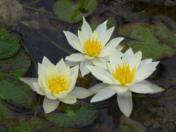 Buy Nymphaea 'Pygmaea Helvola' Water Lily online UK