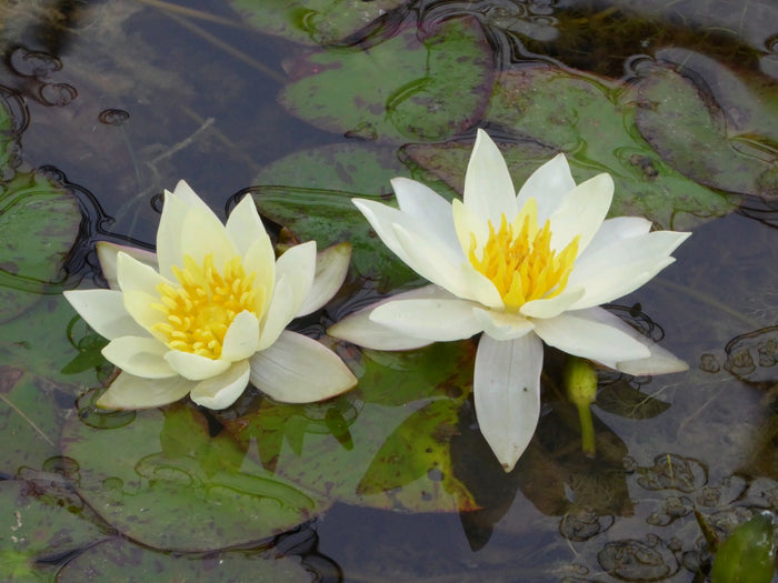 Buy Nymphaea 'Pygmaea Helvola' Water Lily online UK