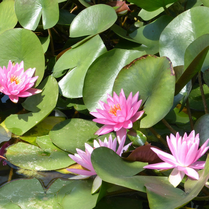Buy Nymphaea 'Rose Arey' Water Lily online UK