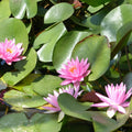 Buy Nymphaea 'Rose Arey' Water Lily online UK