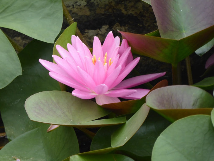 Buy Nymphaea 'Rose Arey' Water Lily online UK