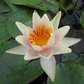 Buy Nymphaea 'Sioux' Water Lily online UK
