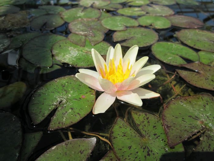 Buy Nymphaea 'Sioux' Water Lily online UK