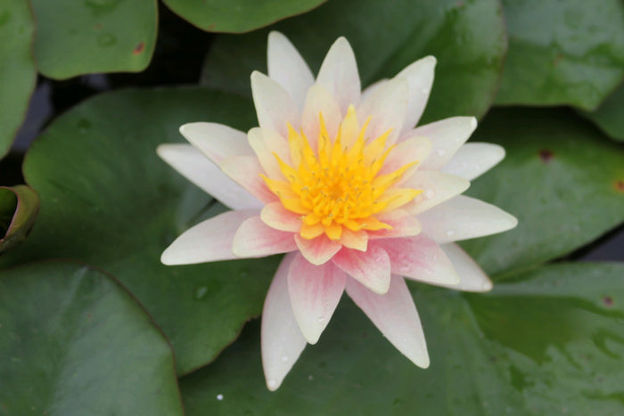 Buy Nymphaea 'Sioux' Water Lily online UK