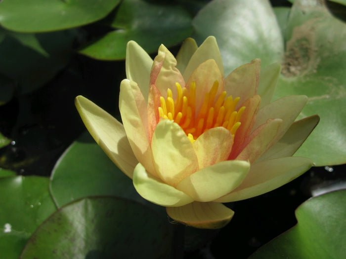 Buy Nymphaea 'Sioux' Water Lily online UK
