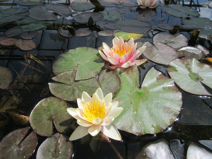 Buy Nymphaea 'Sioux' Water Lily online UK