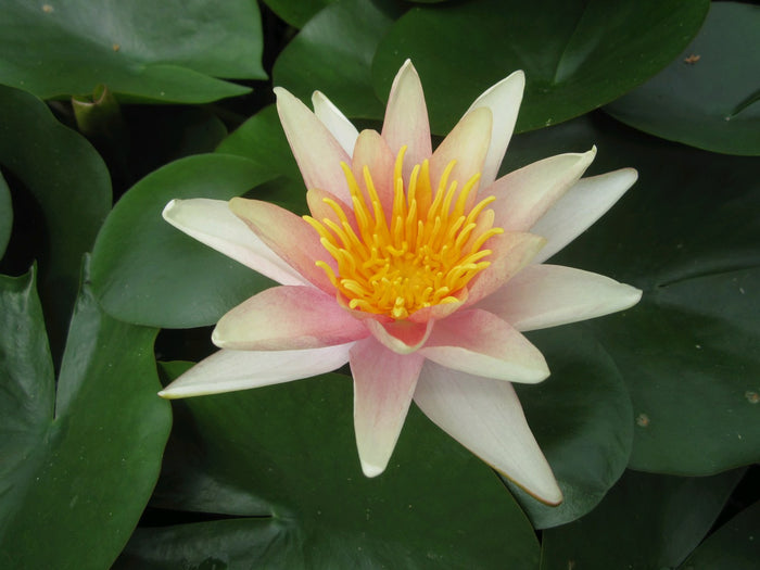 Buy Nymphaea 'Sioux' Water Lily online UK