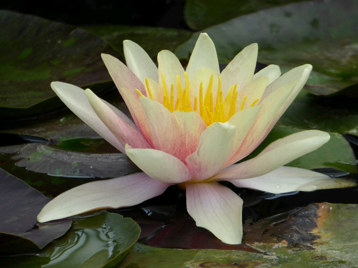 Buy Nymphaea 'Sioux' Water Lily online UK