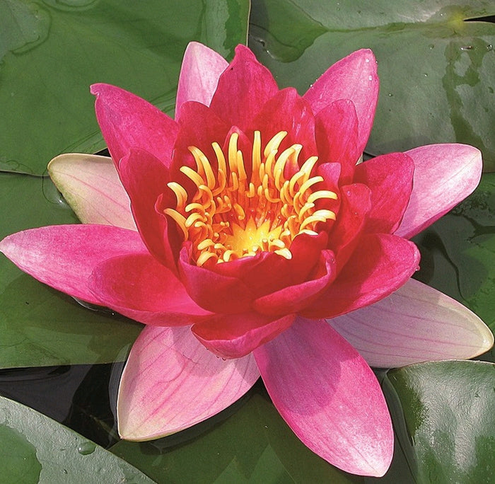 Buy Nymphaea 'Vesuve' Water Lily online UK